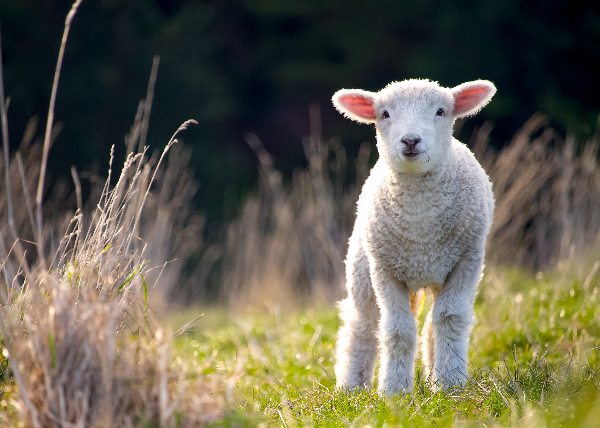 picture of a little lamb